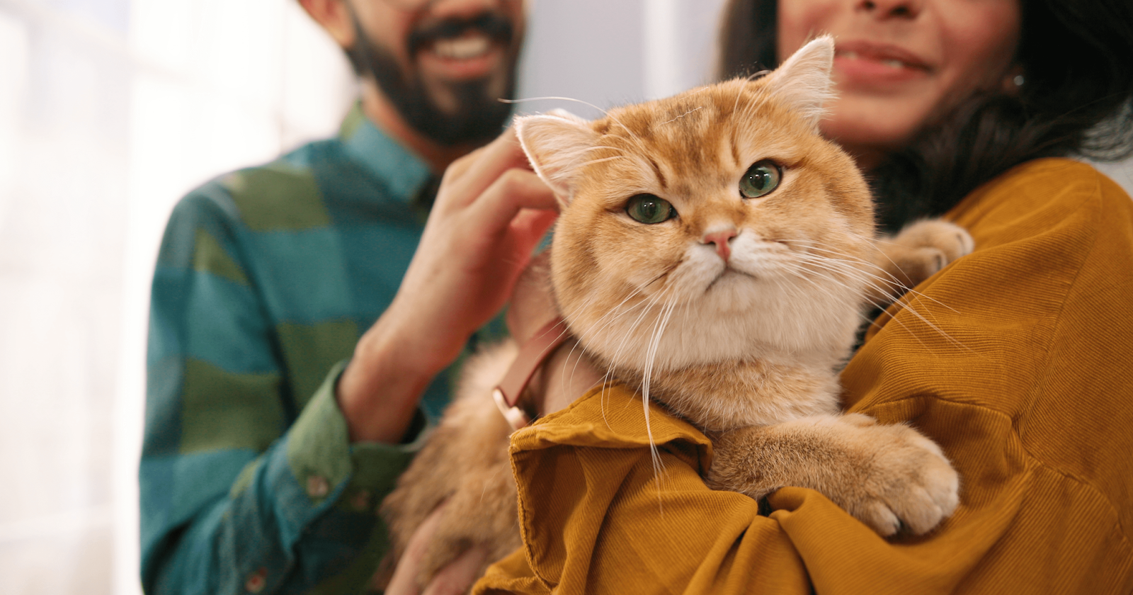 Is Your Cat Jealous? 8 Signs to Look for